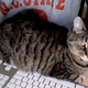 Illustration for article titled Cat Loaf